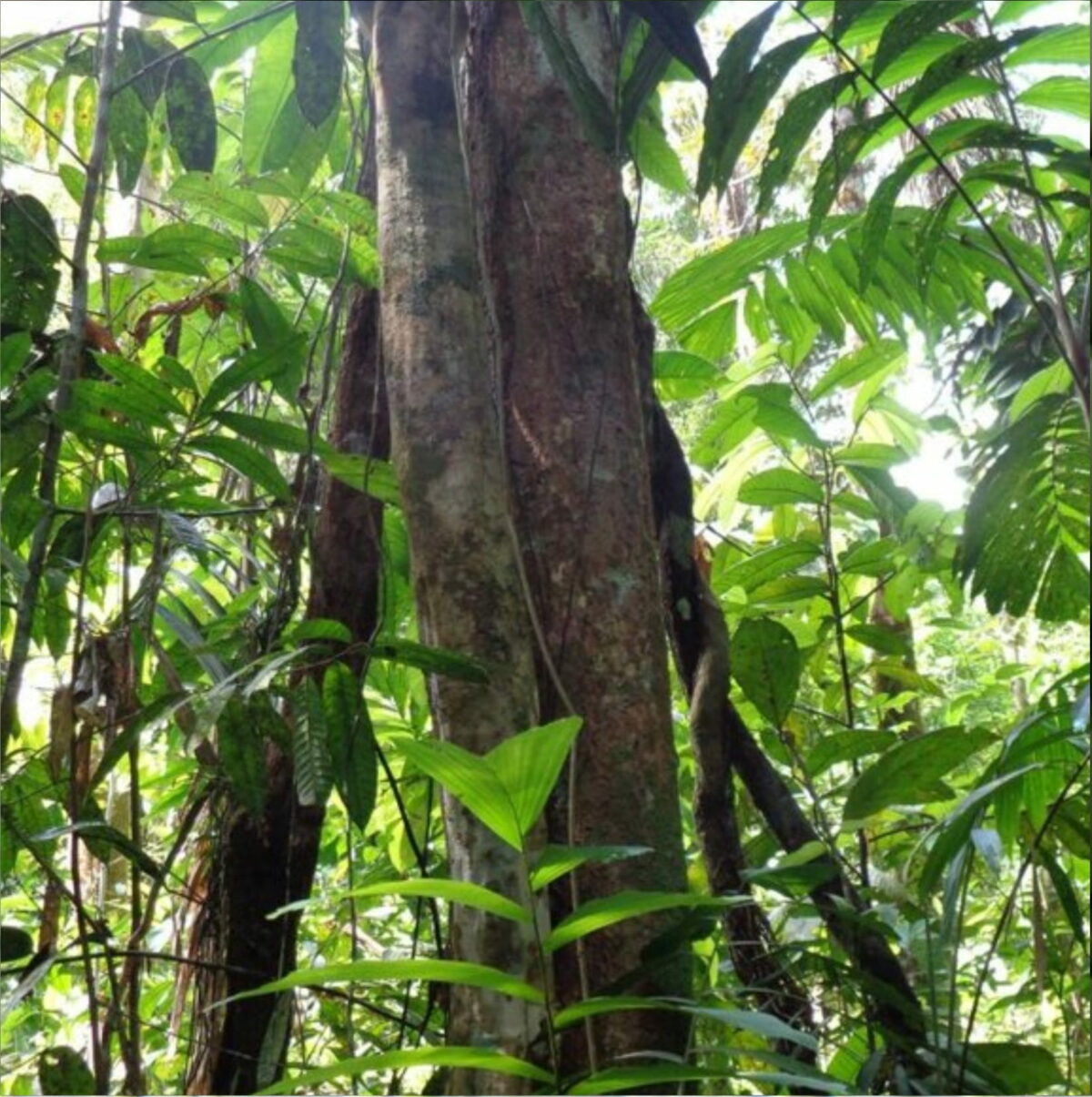 Medicinal plants – La Casa de la Medicina